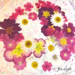 ♡new♡  ♡可愛い押し花セット♡ ♡たくさん入って使いやすい押し花セット♡