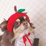 再販❣️犬用＆猫用りんごちゃん帽子 果物帽子 秋プレゼントにも🎁 