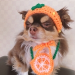 犬用＆猫用 夏みかん帽子 プレゼントにも🎁 