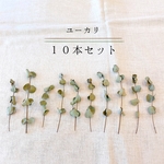 【10本】 ユーカリ ドライフラワー ♡