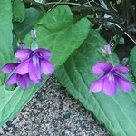 55emiman様 専用ページ