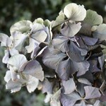 ジュディアンティーク紫陽花のドライフラワー