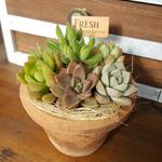かわいい多肉植物のテラコッタ寄せ植え　ピック付き♪