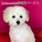 kotasoraichi様愛犬ちゃん🎵