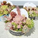 多肉植物の寄せ植え🪴その10