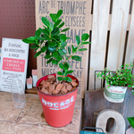 現品♡レア【パンダガジュマル】幸せの木♡かっこいい観葉植物♡アンティーク風 赤系ブリキ鉢！人気グリーン