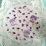 押し花素材　No89　セール　パープルの小花のセット