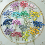 押し花かすみ草16色5本ずつ