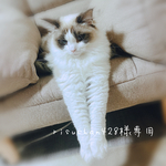 『risuchan428様専用』☆ハンカチスタイ♪バンダナ♪３カラー♪