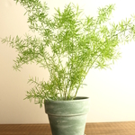 アスパラガス・スプレンゲリとポット