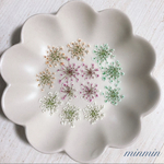 【NO.5 押し花素材】レースフラワー  ミックス　13輪