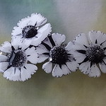8cm花のバレッタ　モノクロームのダンゴギク