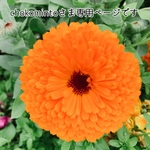 【chokomintoさま専用】バッグ&ブローチ３点セット
