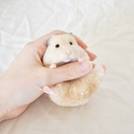 親指にしがみつくキンクマ