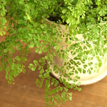 アジアンタム・ミクロフィラとポット