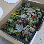 多肉植物❤もりもり❤カラフル❤カット苗セット