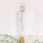 《一点限定》rose in glass A