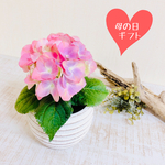 【母の日ギフト】あじさい　ピンク　ツイスト鉢　観葉植物　