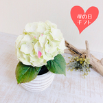 【母の日ギフト】あじさい　ホワイト　ツイスト鉢　観葉植物　