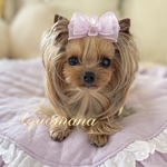 【 犬用🌸バレッタ 】 おしゃれ　トップノットペット　子供　ヘアアクセサリー　リボン　バレッタ　♡AquaMana♡