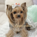 【 犬用🧡バレッタ 】 おしゃれ　トップノットペット　子供　ヘアアクセサリー　リボン　バレッタ　♡AquaMana♡