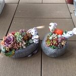 うさぎちゃん達と多肉植物