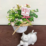 【母の日ギフト】 ❤︎ プランツ ギャザリング♡ホワイトのブリキ鉢入り 寄せ植え