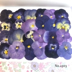 ♡new♡送料無料 ☆ビオラ☆ 押し花セット