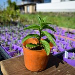 無農薬栽培　ハーブ　苗　キャンディミント