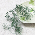 かすみ草　カスミ草　プリザーブド　ターコイズ