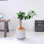 10％off＜パンダガジュマル＞現品 受皿付き