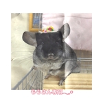 ももさん専用⸜ ♡ ⸝