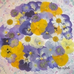 ♡new♡  ♡可愛い押し花セット♡ ♡たくさん入って使いやすい押し花セット♡