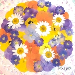 ♡new♡  ♡可愛い押し花セット♡ ♡たくさん入って使いやすい押し花セット♡