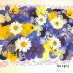 ♡new♡  ♡可愛い押し花セット♡ ♡たくさん入って使いやすい押し花セット♡