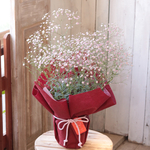 花束のような宿根カスミソウ桃色