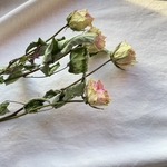 ピンクの  薔薇  のドライフラワー