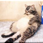羊毛フェルト　猫　デブ猫さん　キジトラ　ねこ　ネコ　猫フィギュア　