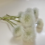 たんぽぽ綿毛＊茎付き