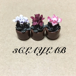 ☆在庫処分品☆ずっと一緒だよ/シクラメン3個セット