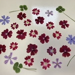 押し花＊バーベナ　他