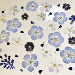 押し花＊ネモフィラ　他