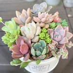 多肉植物　リメイク缶　寄せ植え