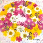 ♡new♡  ♡可愛い押し花セット♡ ♡たくさん入って使いやすい押し花セット♡