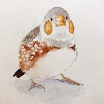 キンカチョウ
