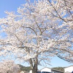 ayuko-ameri様 専用