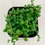 多肉植物　グリーンネックレス　苗