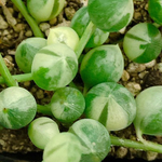 多肉植物　斑入りグリーンネックレス　苗