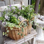 紫の八重咲ペチュニアの花かごギャザリング