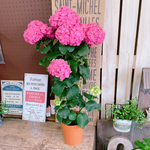 現品のみ！スタンドタイプ♡【大きめレッド系あじさい】素敵なお色♡母の日プレゼントにも♪